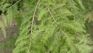 Bald cypress foliage on branches